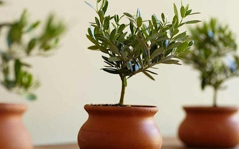 Plantbox Product Photograph